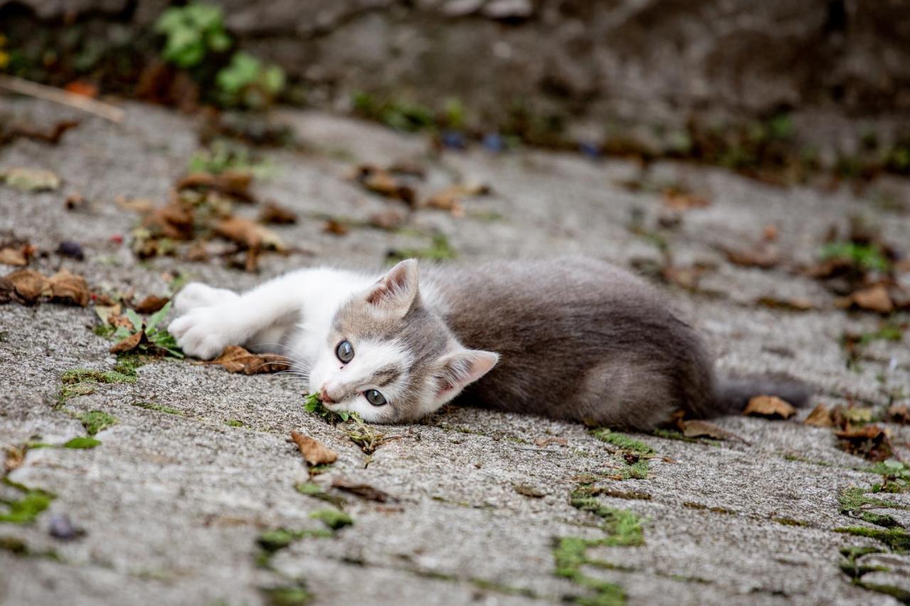 ホテル Ekoturizem Hudicevec ポストイナ エクステリア 写真